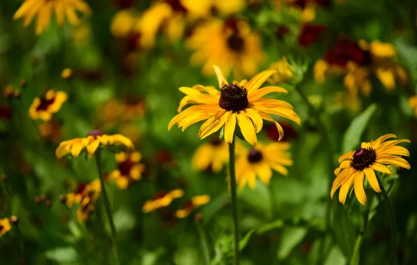 Summer, flowers, yellow, garden, rudbeckia