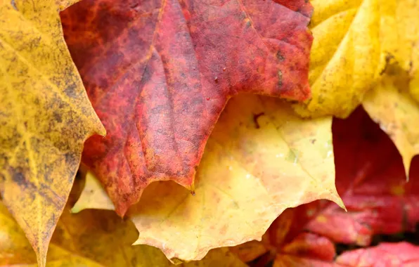 Autumn, leaves, nature