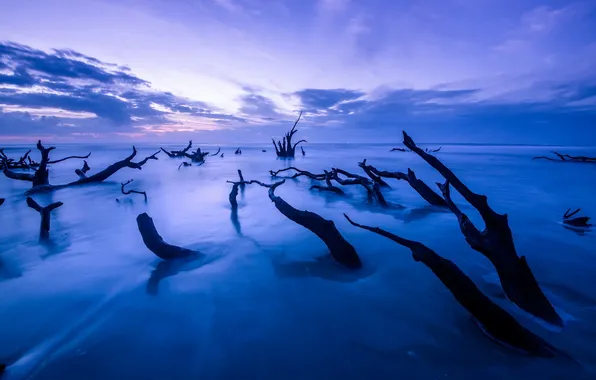 Sea, trees, landscape