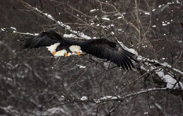 Picture winter, bird, eagle