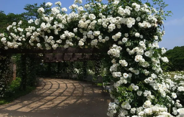Picture roses, arch, gazebo