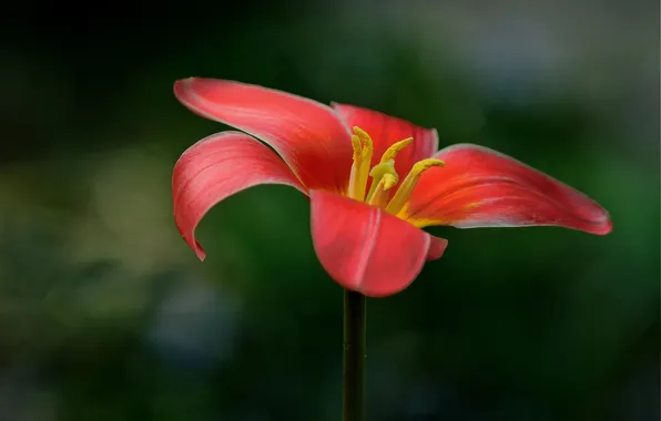 Picture macro, Tulip, petals