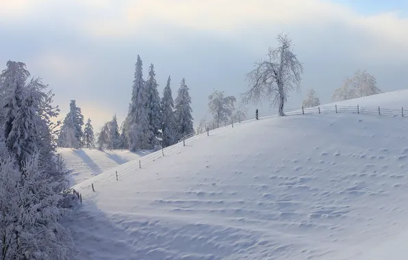 Winter, snow, trees, landscape, nature, the fence