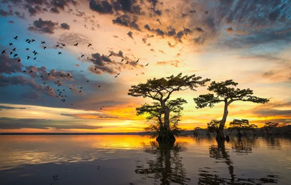 Picture the sky, clouds, trees, flight, sunset, reflection, bird, shore