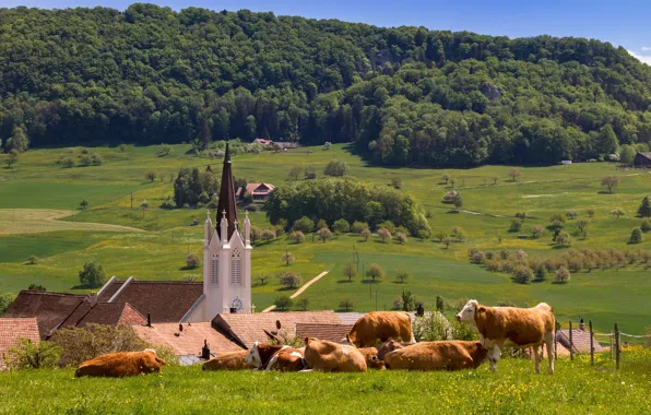 Forest, Switzerland, valley, cows, Kilchberg