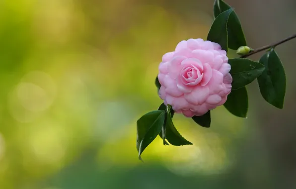 Picture pink, branch, Camellia