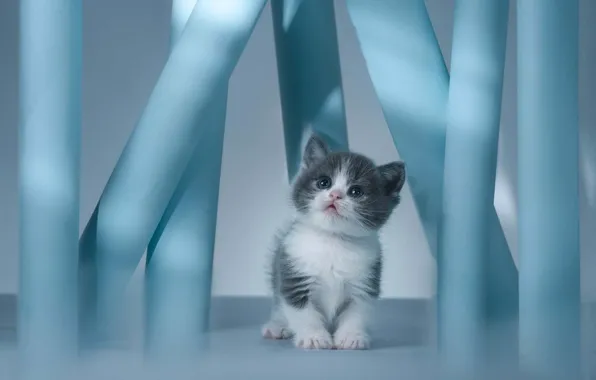 Cat, look, light, kitty, baby, muzzle, columns, sitting