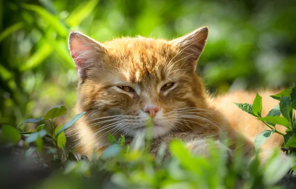 Picture cat, cat, look, face, portrait, red