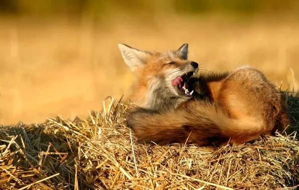Nature, stay, sleep, Fox, hay, straw
