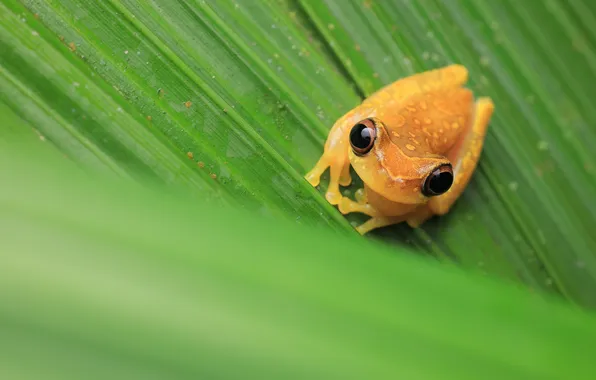 Look, sheet, frog