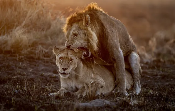 Love, Lioness, Leo, Two, Lions, Predators, Male, Big Cats