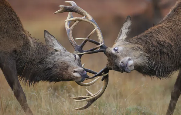 Picture nature, duel, deer