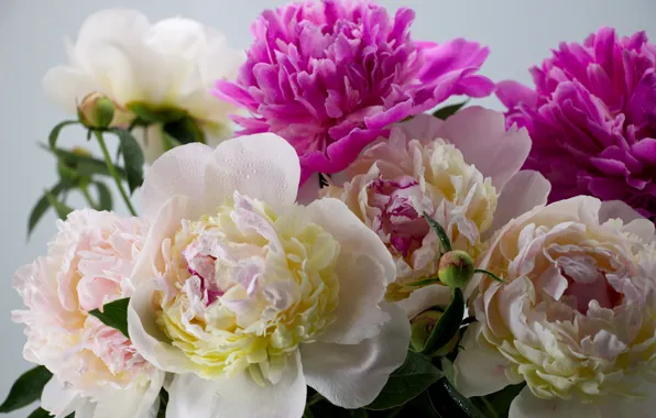 Picture flowers, bouquet, flowers, peony