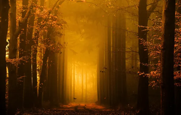 Picture road, autumn, nature, bird, morning, photographer, Golden light, Lars van de Goor