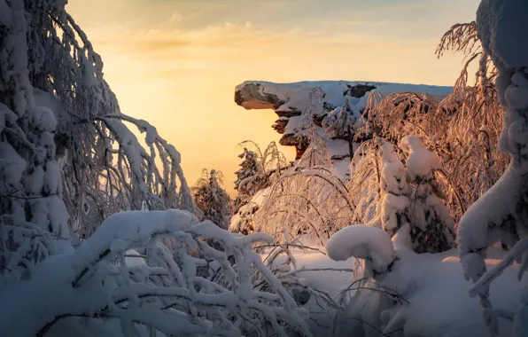 Winter, the sky, light, snow, trees, branches, nature, stones