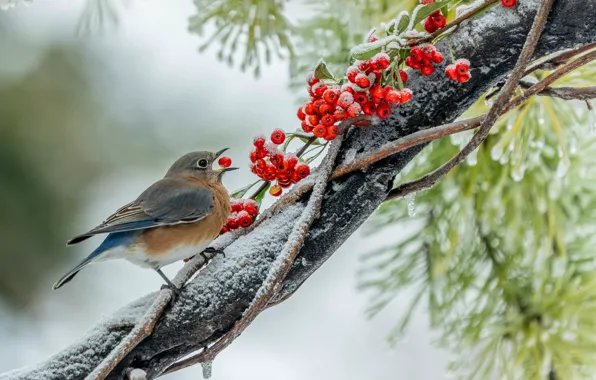 Picture winter, frost, snow, branches, berries, background, bird, beak