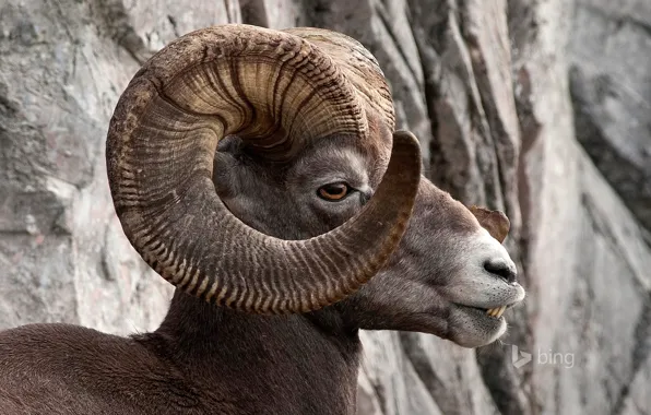 Mountains, Canada, horns, Albert, Kananaskis, bighorn sheep