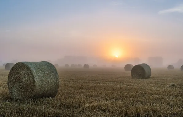Field, fog, morning, hay