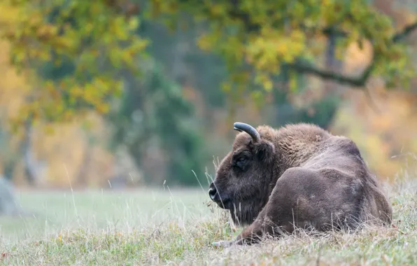Autumn, nature, lies, bokeh, Bison