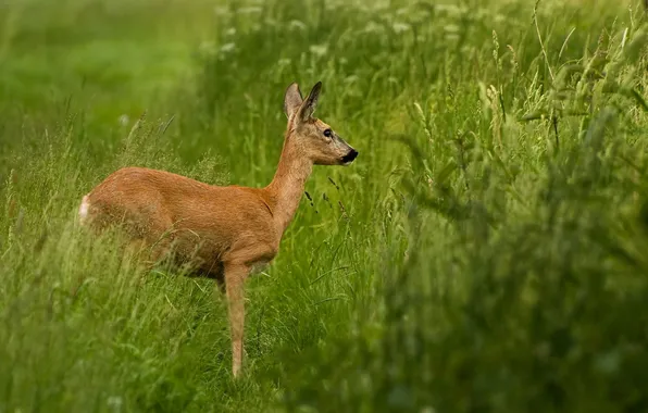 Picture grass, deer, fawn