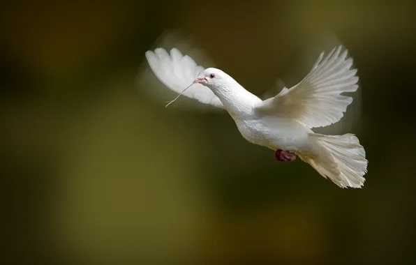 Picture background, bird, dove