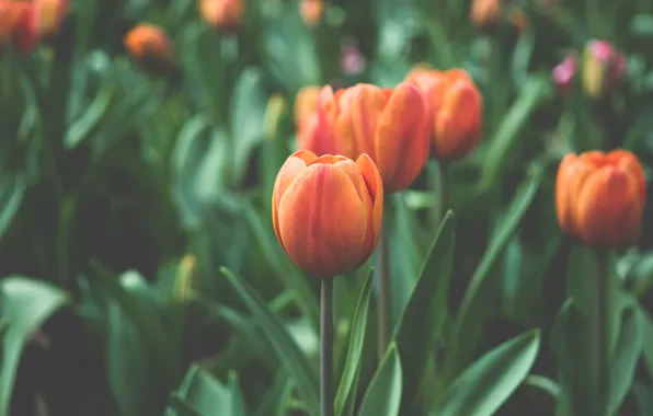 Macro, flowers, red, tulips