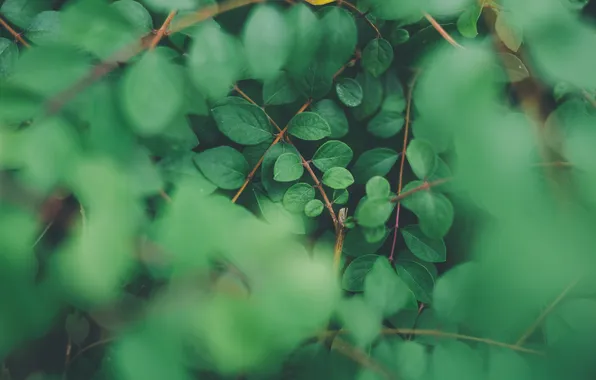 Leaves, macro, branches