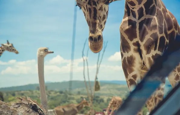Giraffe, spot, ostrich