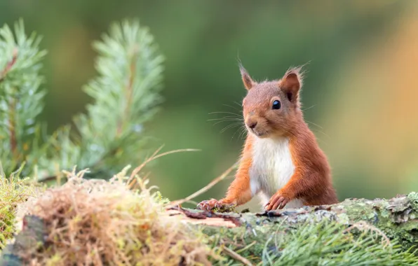 Picture look, branches, background, protein, log, face, needles, squirrel