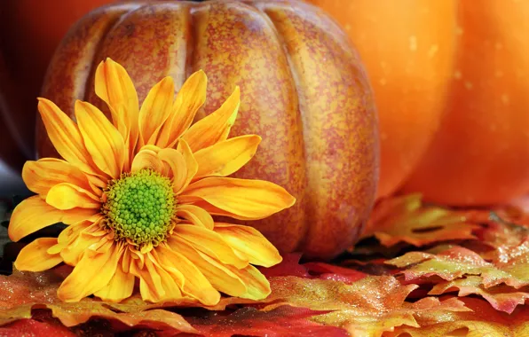 Picture autumn, flower, leaves, yellow, petals, pumpkin