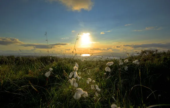 Picture sea, landscape, morning, Irish Cotton