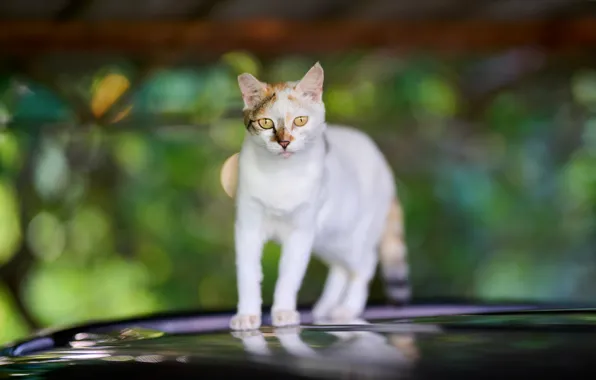Machine, cat, cat, look, face, pose, blur, the hood