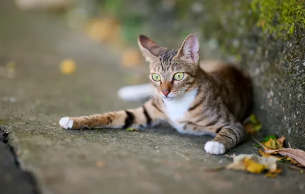 Road, autumn, cat, cat, look, face, pose, foliage