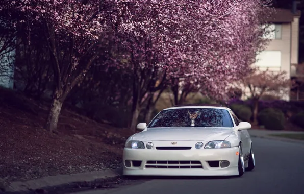 Car, white, trees, street, Japan, Sakura, lexus, japan