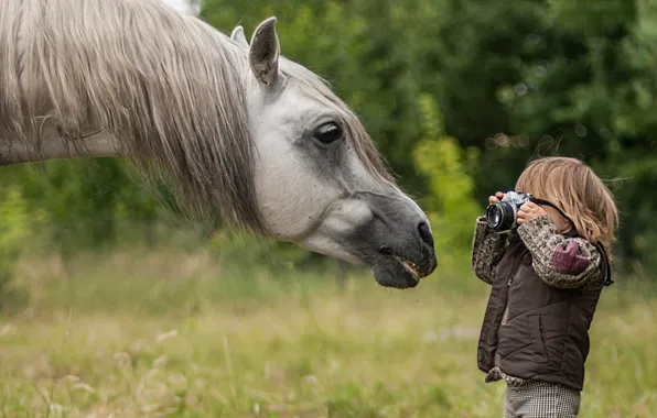 Picture face, horse, horse, boy, the camera, photographer, mane, paparazzi
