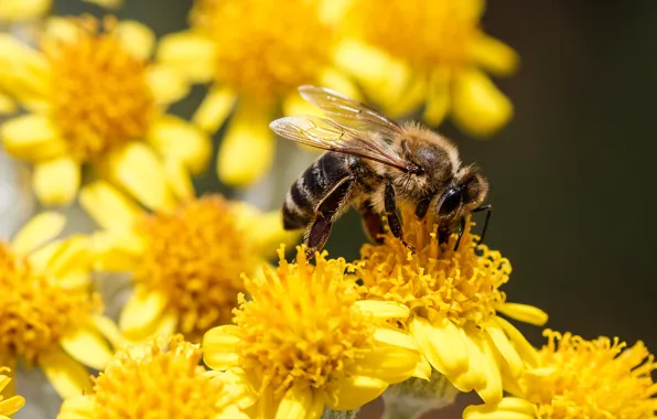 Picture flowers, bee, insect