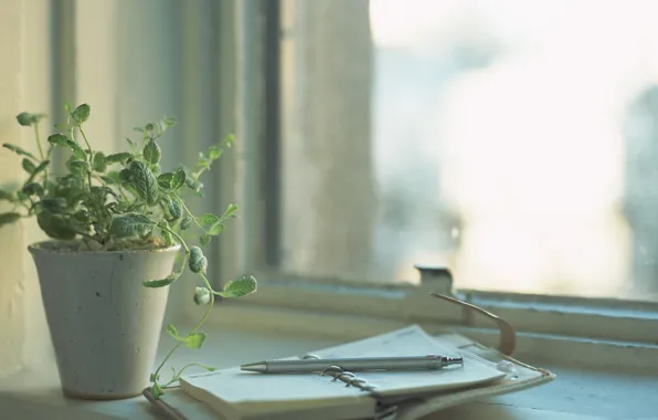 Picture flower, light, plant, window, day, handle, Notepad, notebook