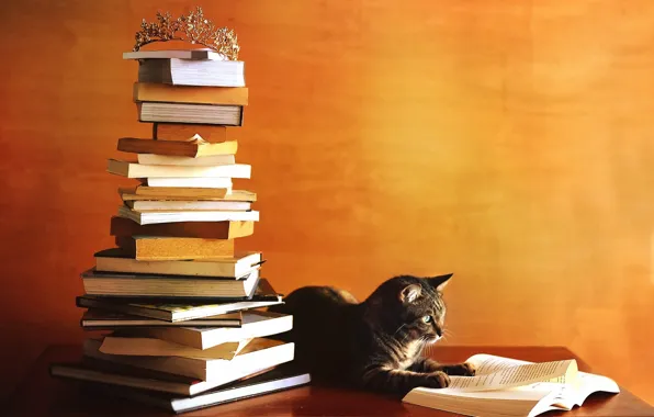 Autumn, cat, orange, table, grey, wall, books, mountain