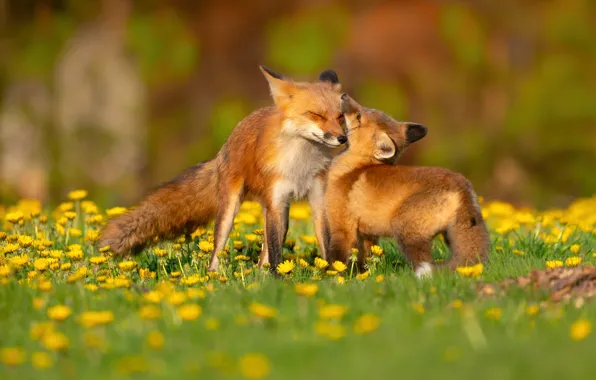Greens, light, pose, glade, spring, yellow, baby, Fox