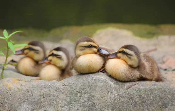 Birds, stones, kids, ducklings, Chicks, brood, Berezhok
