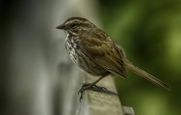 Picture birds, Sparrow, bokeh