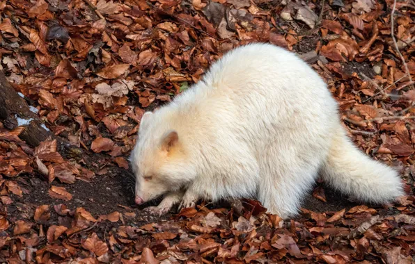 Autumn, raccoon, autumn, albino, albino, racoon, marcel kessler
