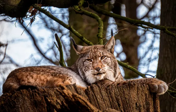 Forest, look, face, trees, branches, nature, pose, stump