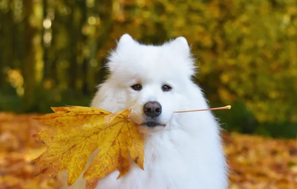 Look, pose, dog, white, face, Samoyed