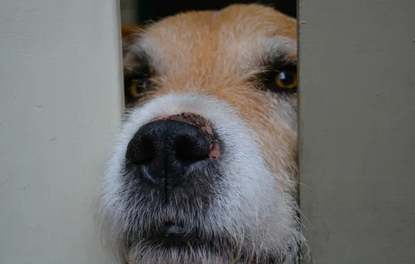Look, face, dog, nose, dog