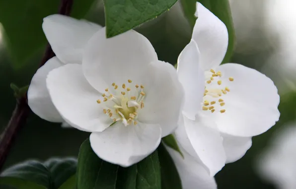 Macro, flowers, nature, tenderness, beauty, branch, spring, petals