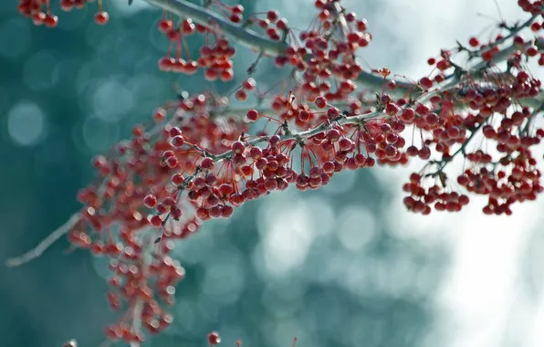Macro, nature, berries