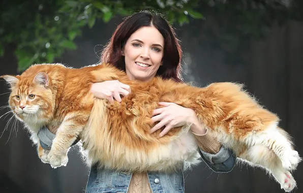 Picture cat, animal, Big Maine Coon cat