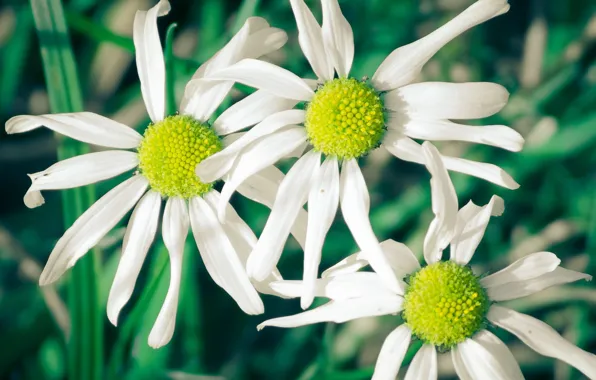 White, flowers, green, background, widescreen, Wallpaper, chamomile, petals