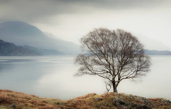 Picture autumn, clouds, trees, mountains, branches, fog, lake, river